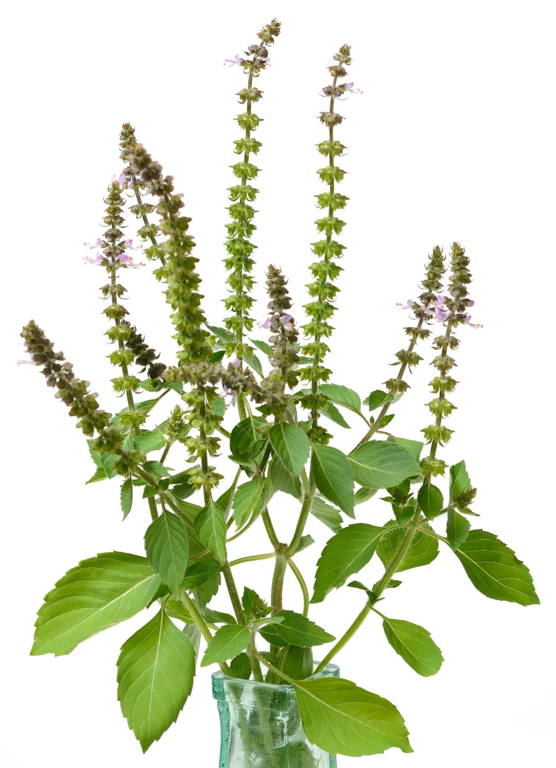 Medicinal Herbs | The Living Seed Company LLC