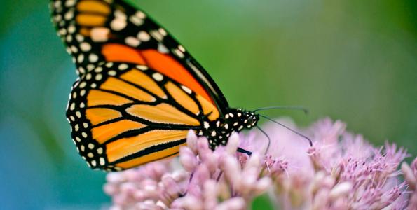 Milkweed | The Living Seed Company LLC