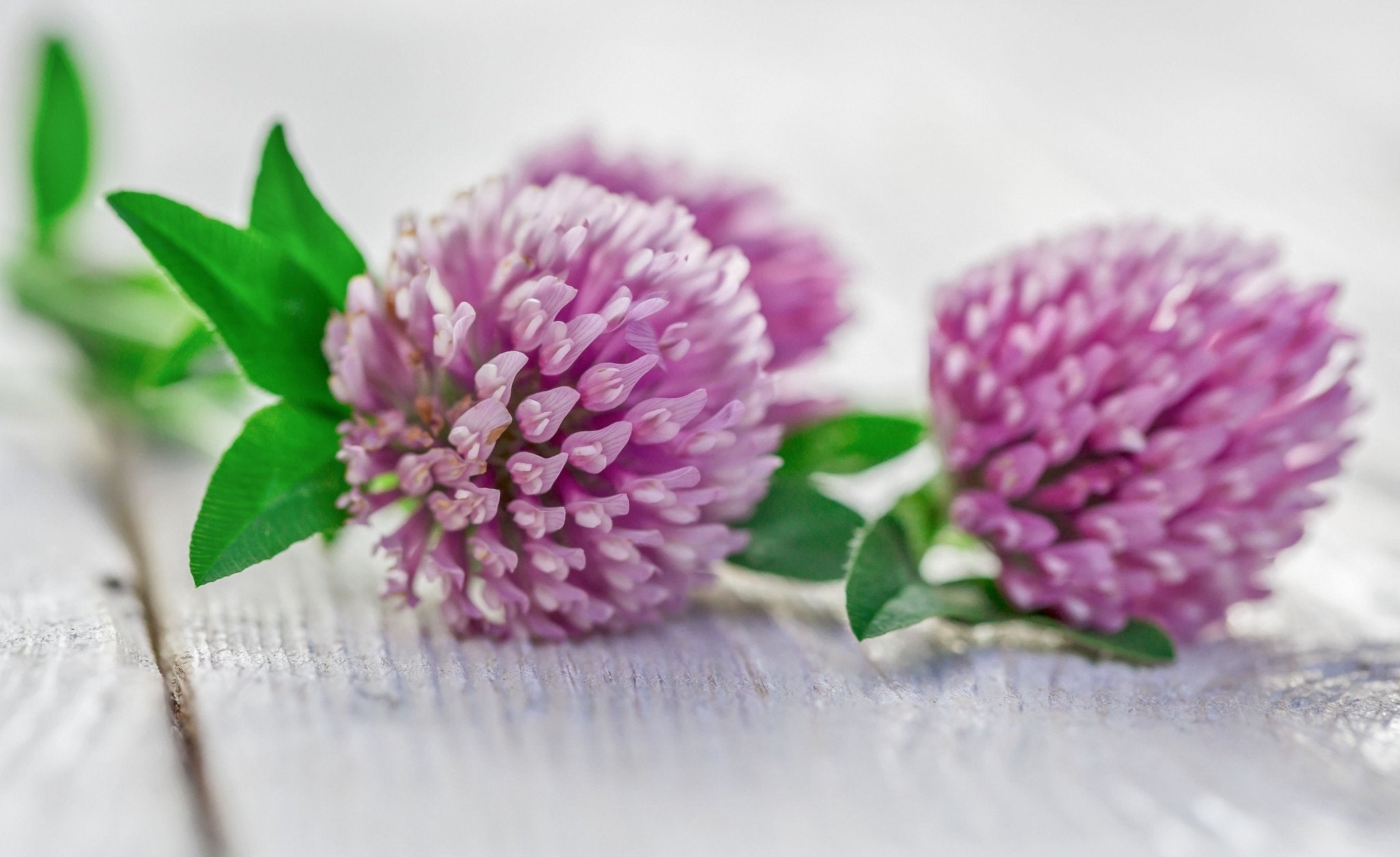 Red clover flowers on white wood background, Trifolium pratense cover crop plant