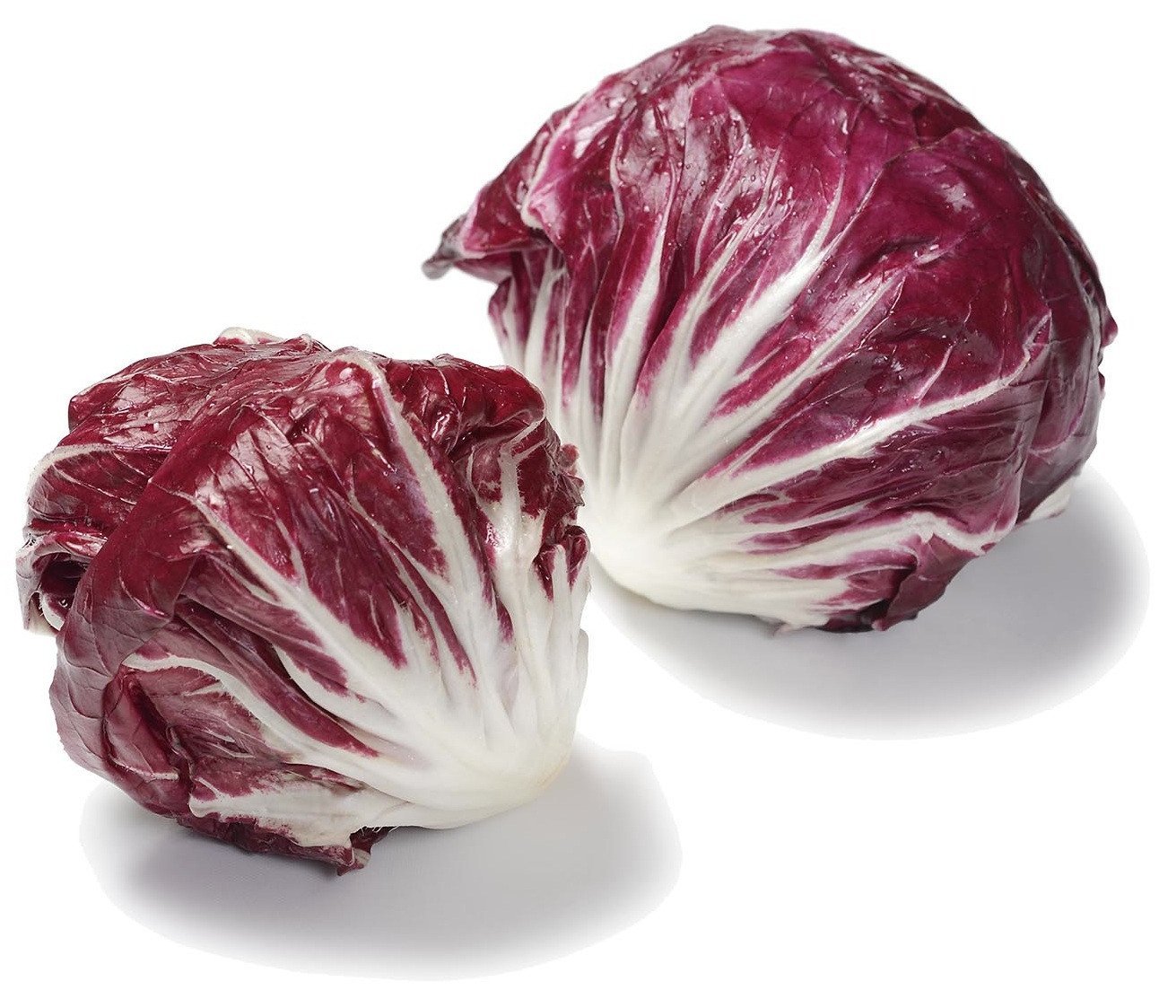 Radicchio | The Living Seed Company LLC