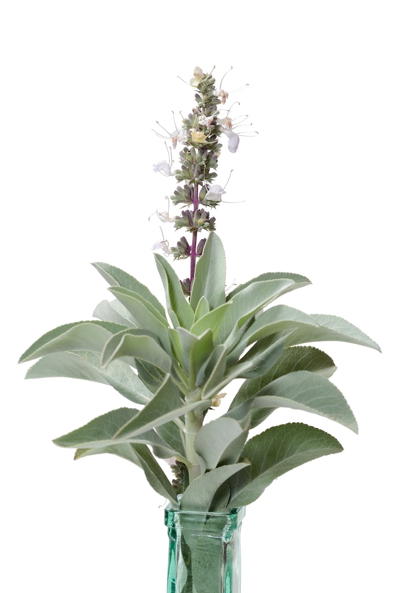 Sage Seeds - The Living Seed Company