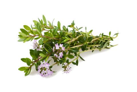 Savory | The Living Seed Company LLC