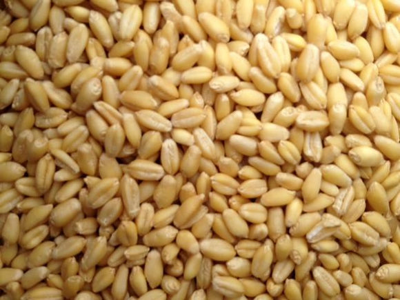 Sonoran Wheat | The Living Seed Company LLC