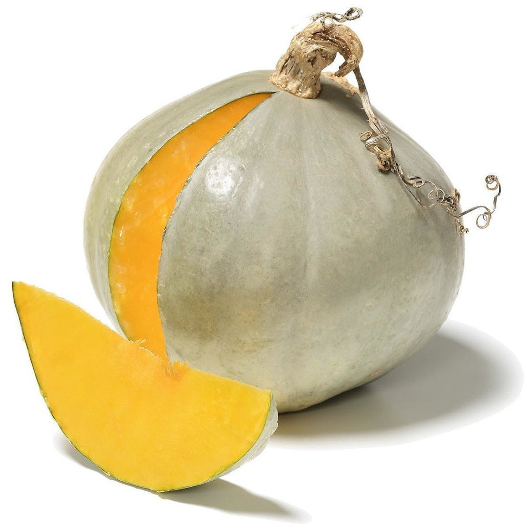 Squash | The Living Seed Company LLC