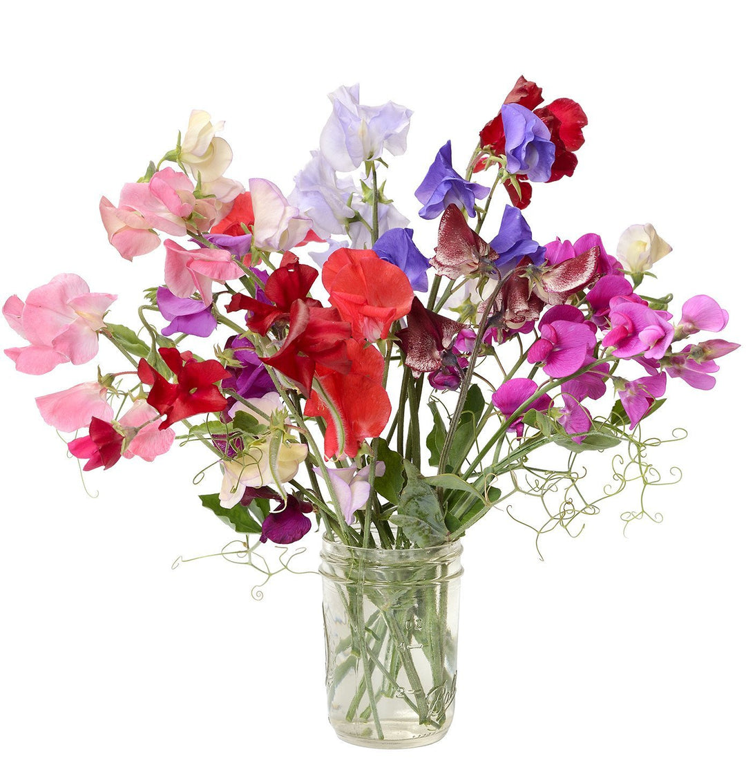 Sweet Pea | The Living Seed Company LLC