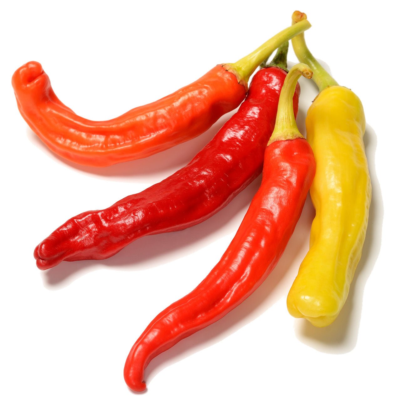 Charleston Hot Pepper Seeds - Capsicum annuum | The Living Seed Company LLC