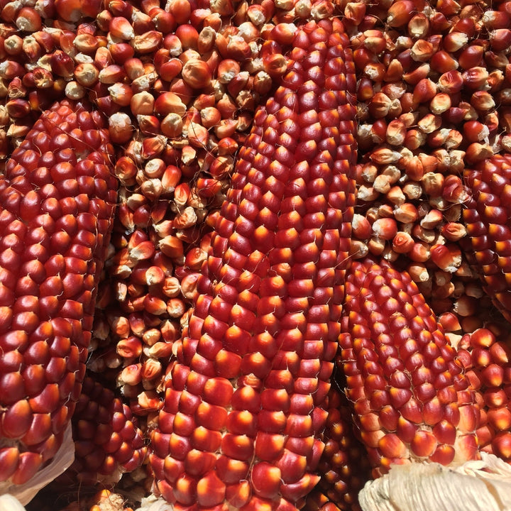 Floriani Corn Seeds - Zea Mays - The Living Seed Company