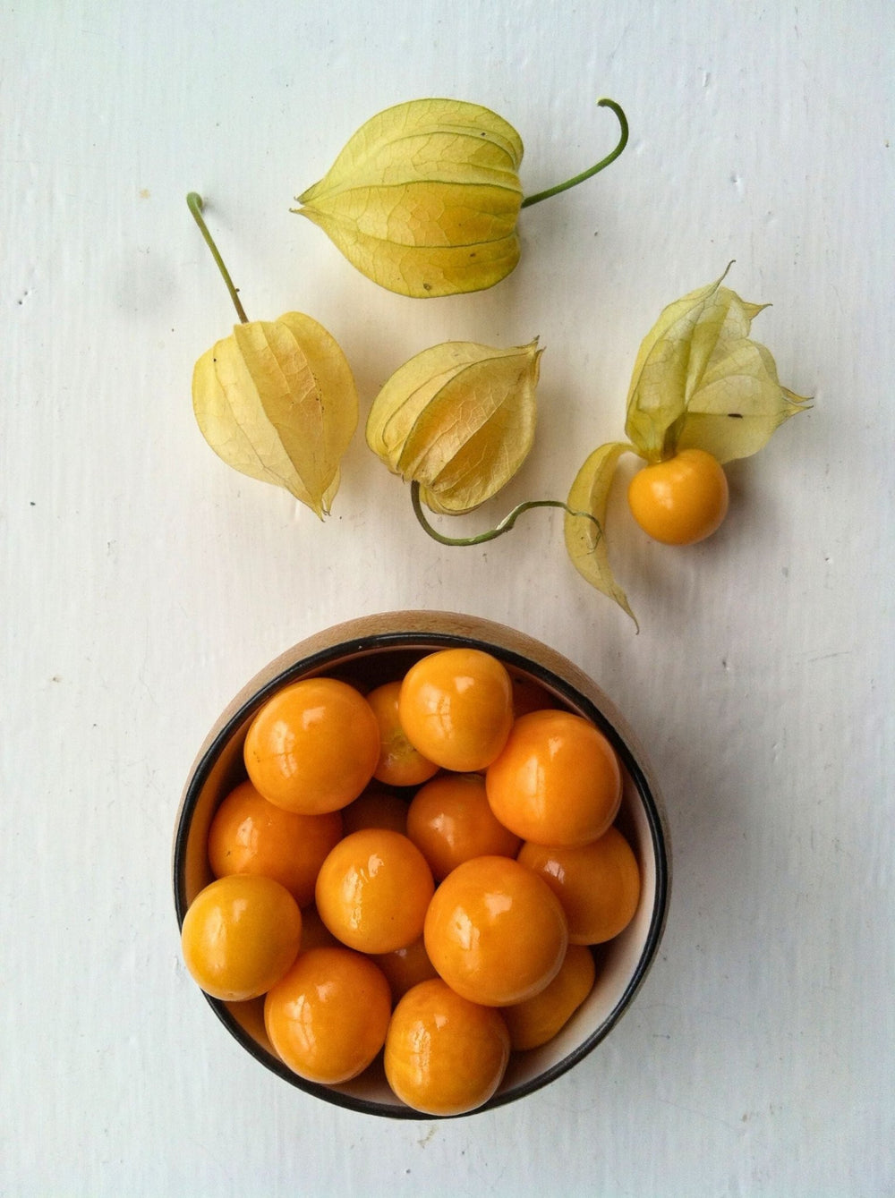 Golden Berry Seeds - Physalis peruviana - The Living Seed Company