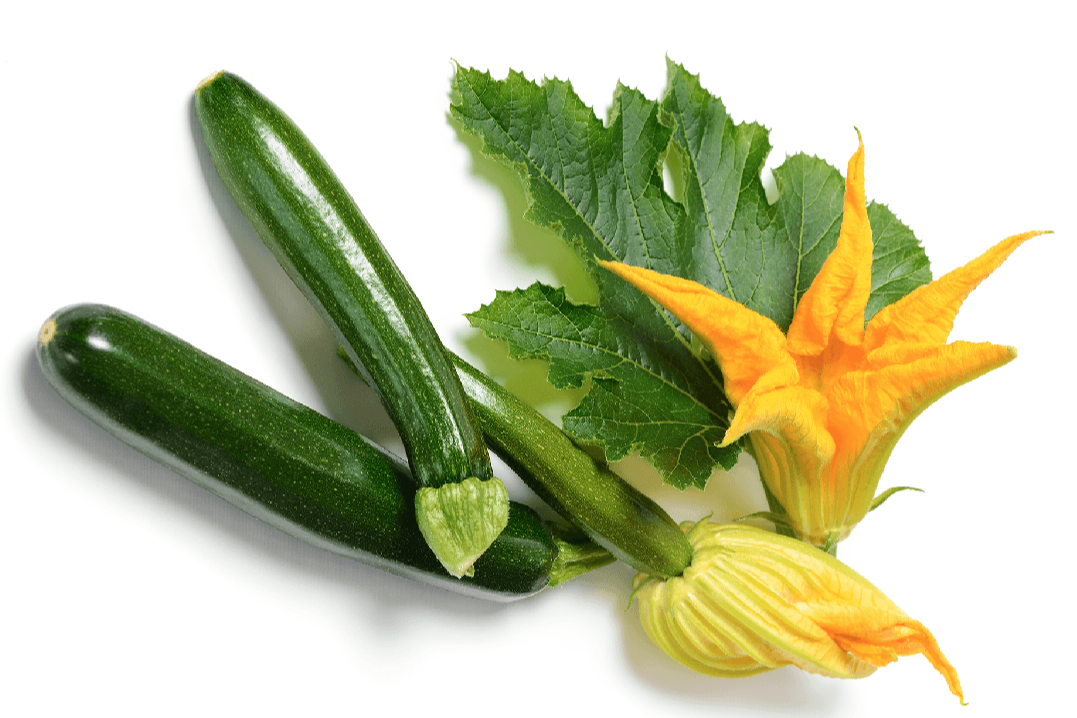 Organic Black Beauty Zucchini Seeds - Cucurbita pepo | The Living Seed Company LLC