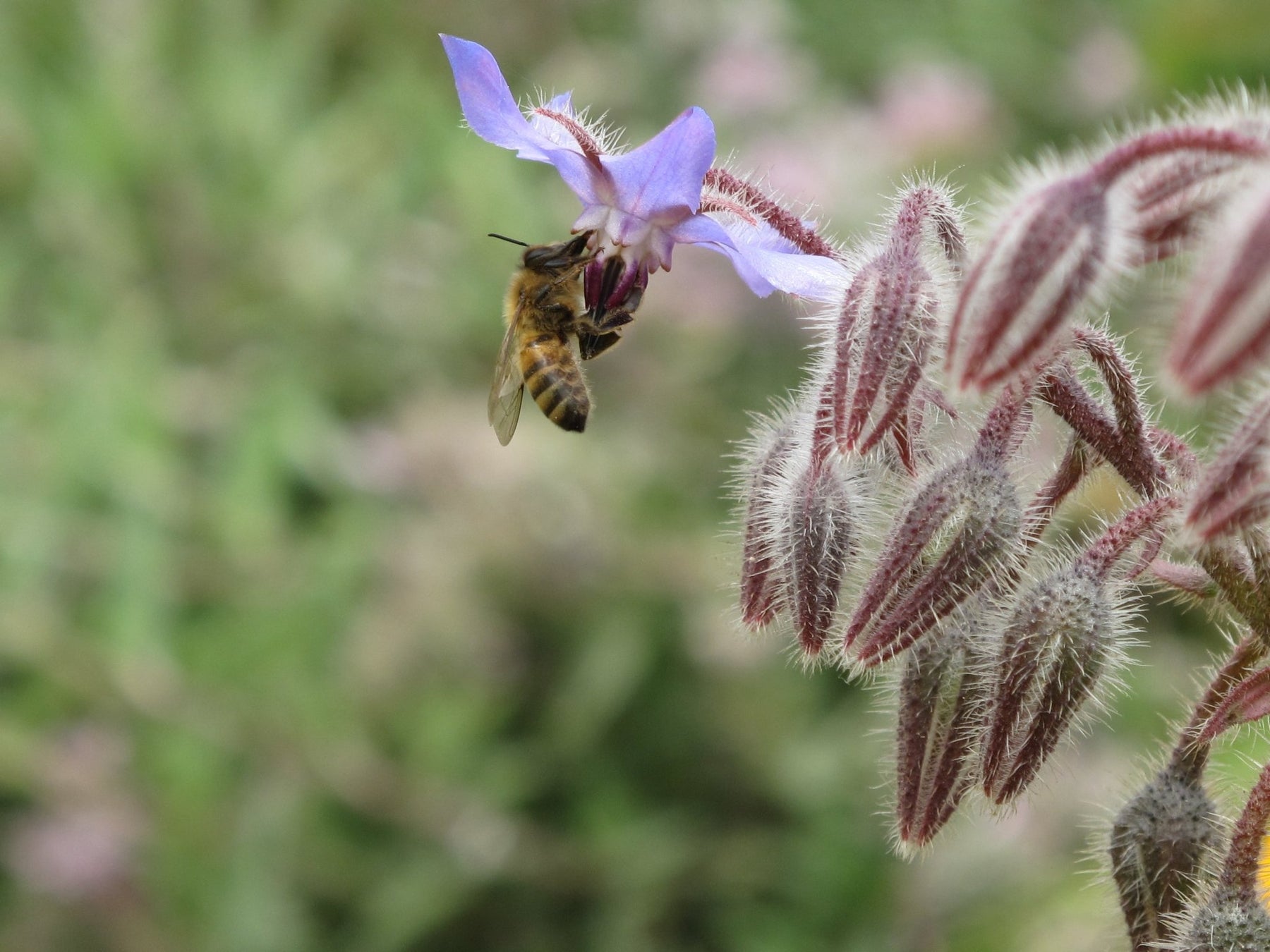 plant borage seeds Best Organic, Neonicotinoid-Free Borage Seeds