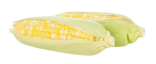 Organic Double Standard Corn Seeds - Zea mays | The Living Seed Company LLC