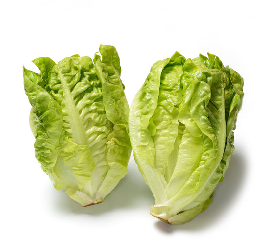 Organic Little Gem Lettuce Seeds - Lactuca sativa - The Living Seed Company