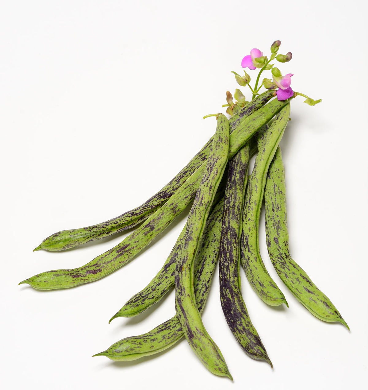 Pole Bean Seeds Deal deal