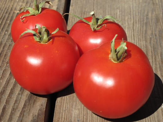 Sasha's Altai Tomato - Lycopersicon lycopersicum - The Living Seed Company