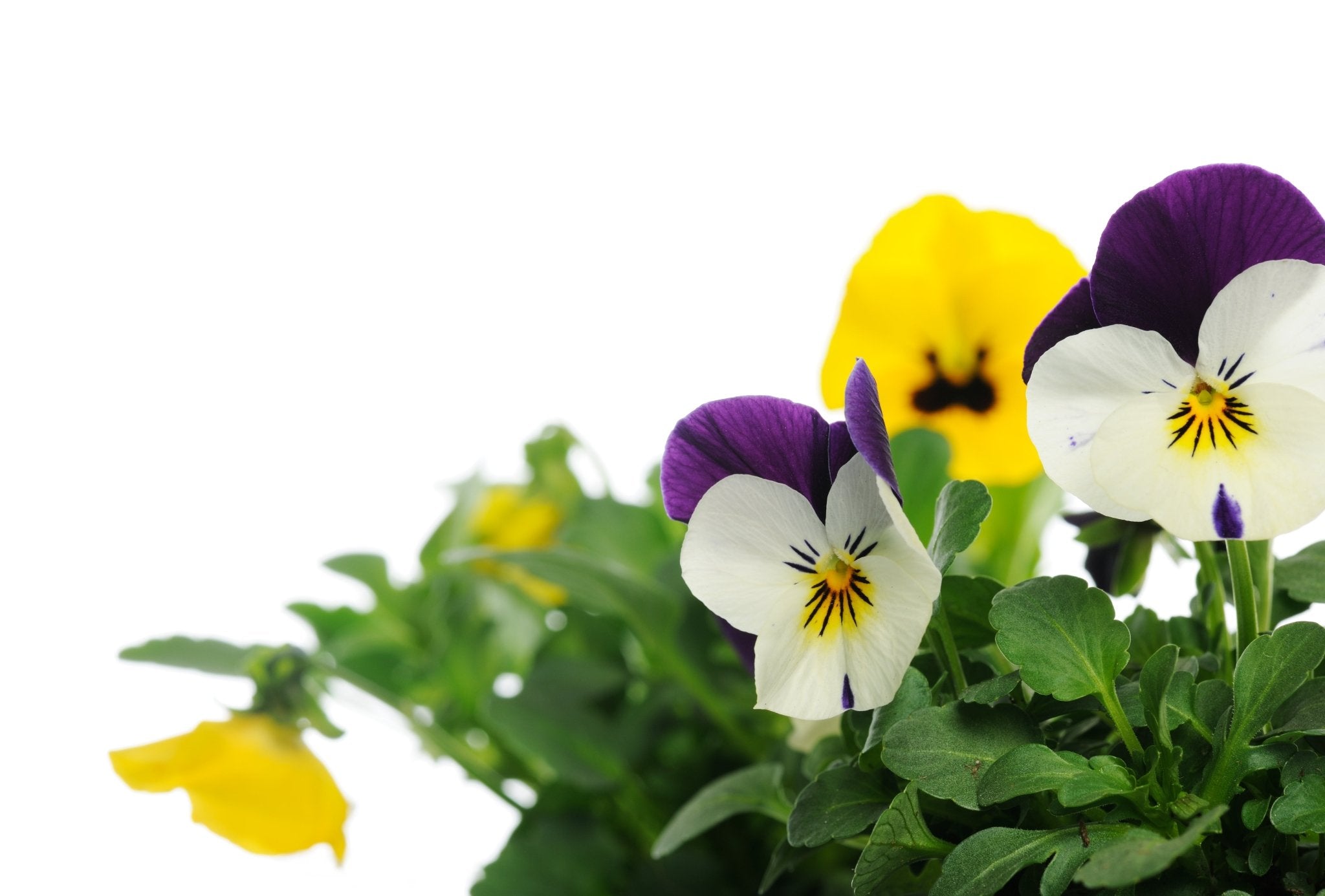 パンフラワー Swiss Giant Pansy - Viola wittrockiana non-GMO & Open Pollinated