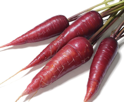 Organic Cosmic Purple Carrot - Daucus carota - The Living Seed Company LLC