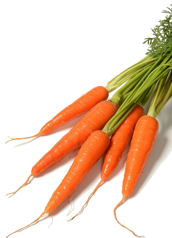 The Shin Kurota carrot is a Japanese variety.  This sweet carrot has exceptional flavor and texture. Popular in Asia, this attractive variety boasts a smooth, bright red-orange flesh and a shorter body, about 5” long, with wide shoulders. 