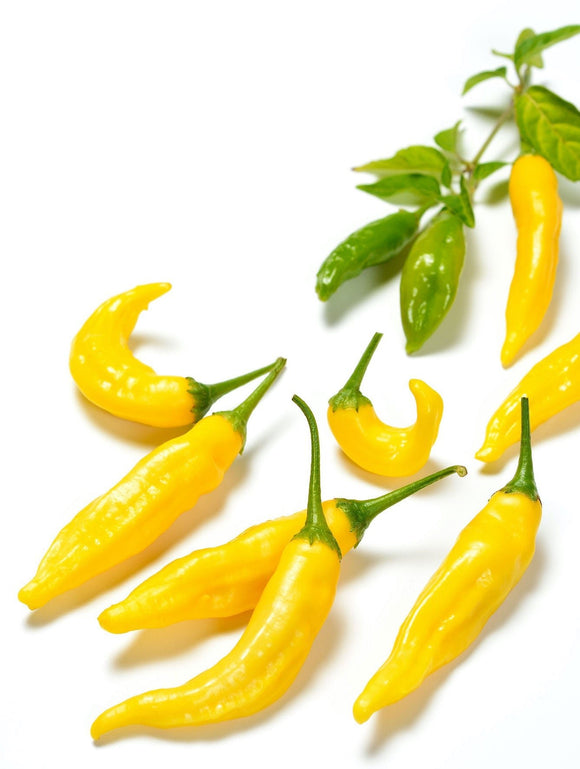 Ají Limón Hot Pepper Seeds (Capsicum Baccatum) | The Living Seed Company LLC