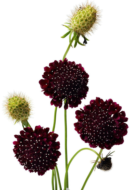 Black Knight Scabiosa Seeds (Sixalix atropurpurea) | The Living Seed Company LLC