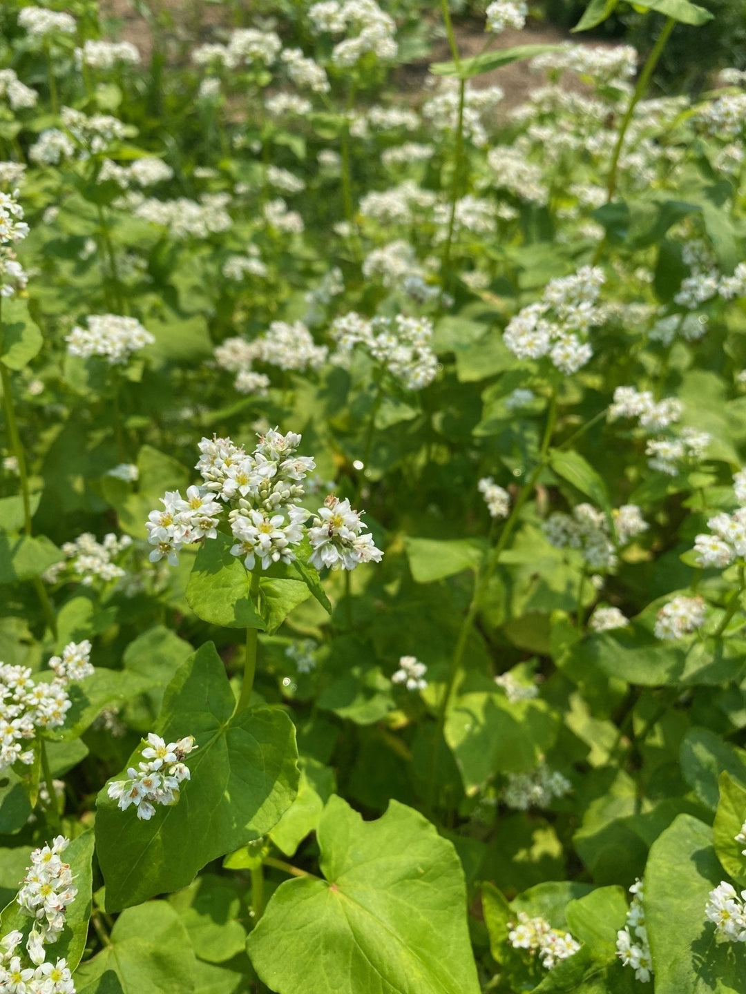 buckwheat plant seed Organic Buckwheat Seeds