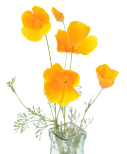 California Poppy Seeds (Eschscholzia californica) | The Living Seed Company LLC