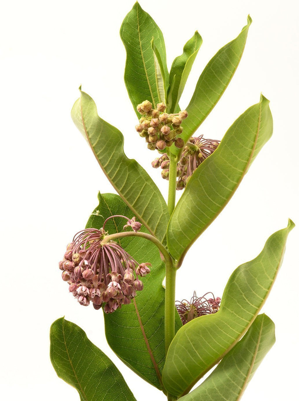 Common Milkweed Seeds – Non-GMO Native Pollinator Plant for Monarchs – The  Living Seed Company