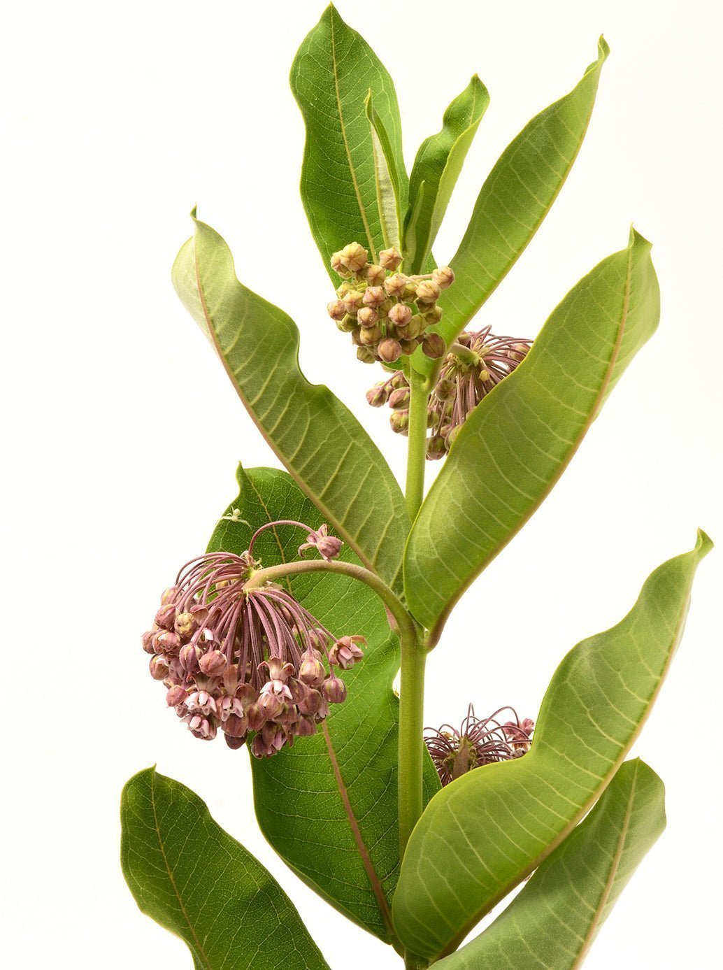 Best NonGMO Common Milkweed Seeds Buy Online The Living Seed