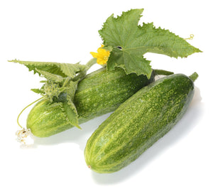 Organic, Non-GMO Delikatesse Cucumber Seeds
