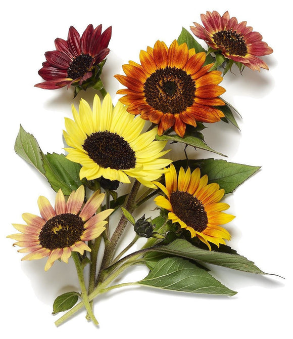 Evening Sun Sunflower - Helianthus annuus - The Living Seed Company LLC