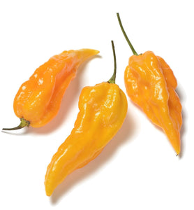 Fatalii Hot Pepper - Capsicum annuum - The Living Seed Company LLC