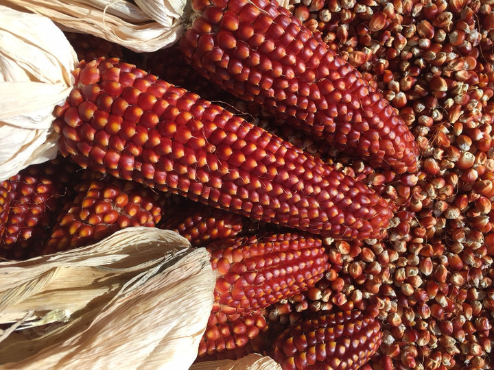 Floriani Corn Seeds - Zea Mays | The Living Seed Company LLC