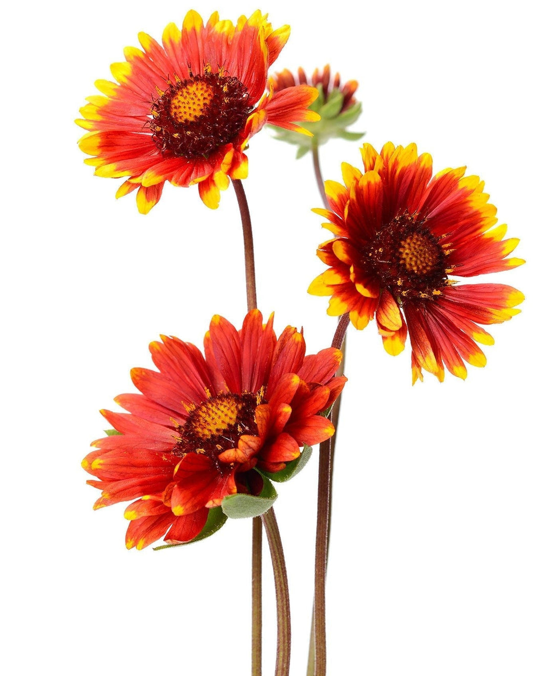 beautiful flower seeds online Gaillardia Blanket Flower Seeds
