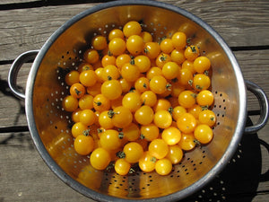 Galina Tomato - Lycopersicon lycopersicum | The Living Seed Company LLC