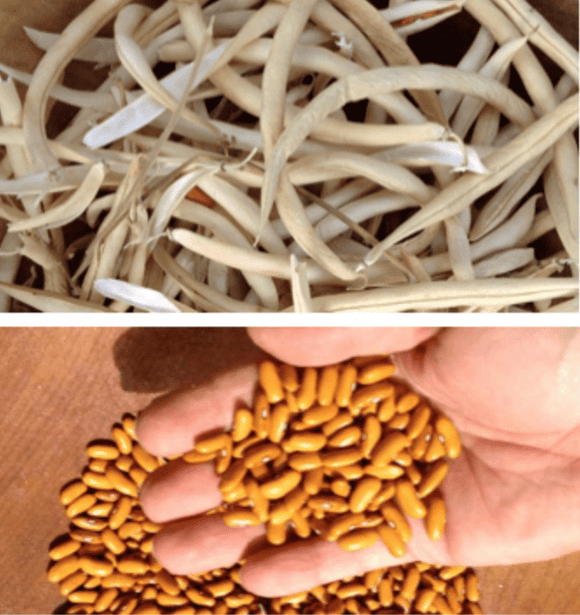 Gaucho Dry Bush Bean - Phaseolus vulgaris | The Living Seed Company LLC