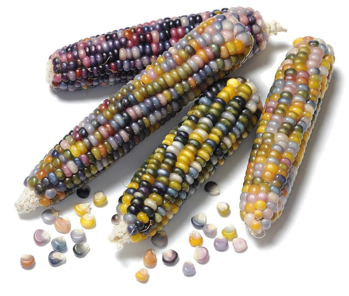 thumbnail image 2 of 50 Blue Popcorn Kernels - Blue & White Popcorn Seeds - Zea Mays By Seedville USA 2 of 5