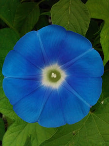 Heavenly Blue Morning Glory - Ipomoea purpurea - The Living Seed Company LLC