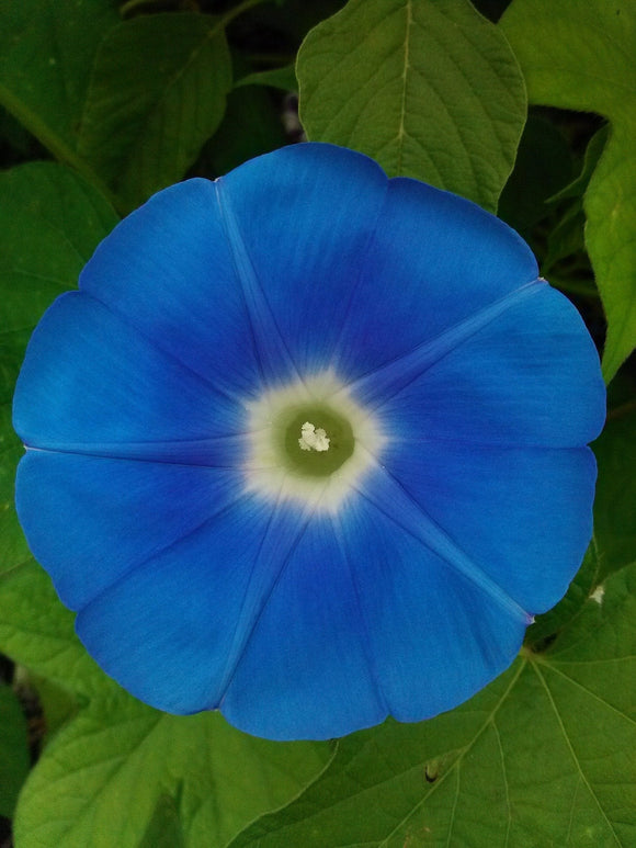Heavenly Blue Morning Glory - Ipomoea purpurea | The Living Seed Company LLC