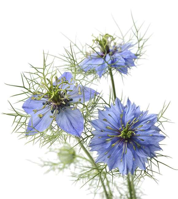 Open-Pollinated, Neonicotinoid-Free Love in a Mist Seeds