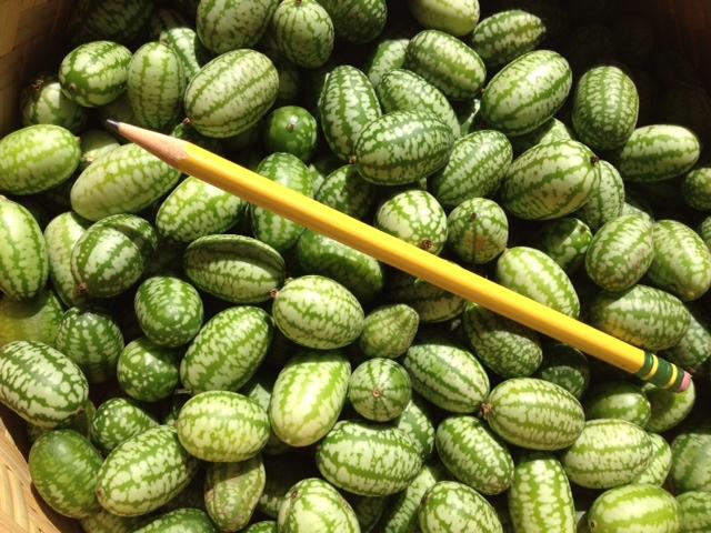 The Living Seed Company Mexican Sour Gherkin Seeds - Thumbnail 2
