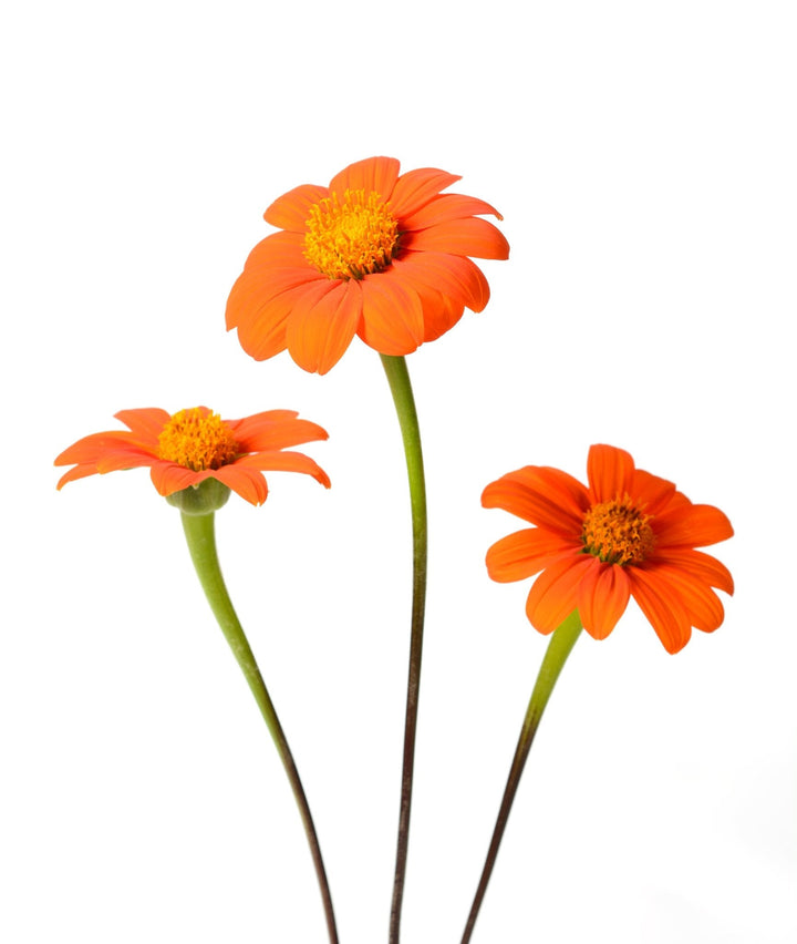 Mexican Sunflower Seeds - Tithonia rotundifolia | The Living Seed Company LLC