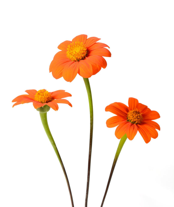 Mexican Sunflower - Tithonia rotundifolia - The Living Seed Company LLC