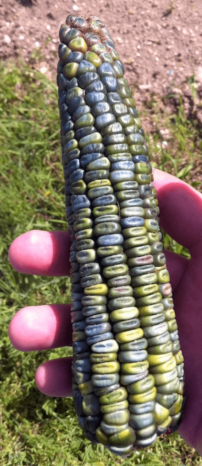 Oaxacan Green Corn - Zea Mays | The Living Seed Company LLC