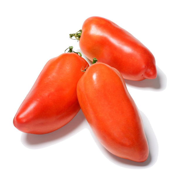 Opalka Paste Tomato Seeds - Solanum  lycopersicum | The Living Seed Company LLC