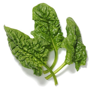 Organic Abundant Bloomsdale Spinach - Spinacia oleracea | The Living Seed Company LLC