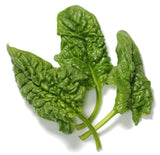 Organic Abundant Bloomsdale Spinach - Spinacia oleracea - The Living Seed Company LLC