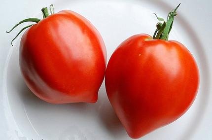 Organic Amish Paste Tomato - Lycopersicon lycopersicum | The Living Seed Company LLC