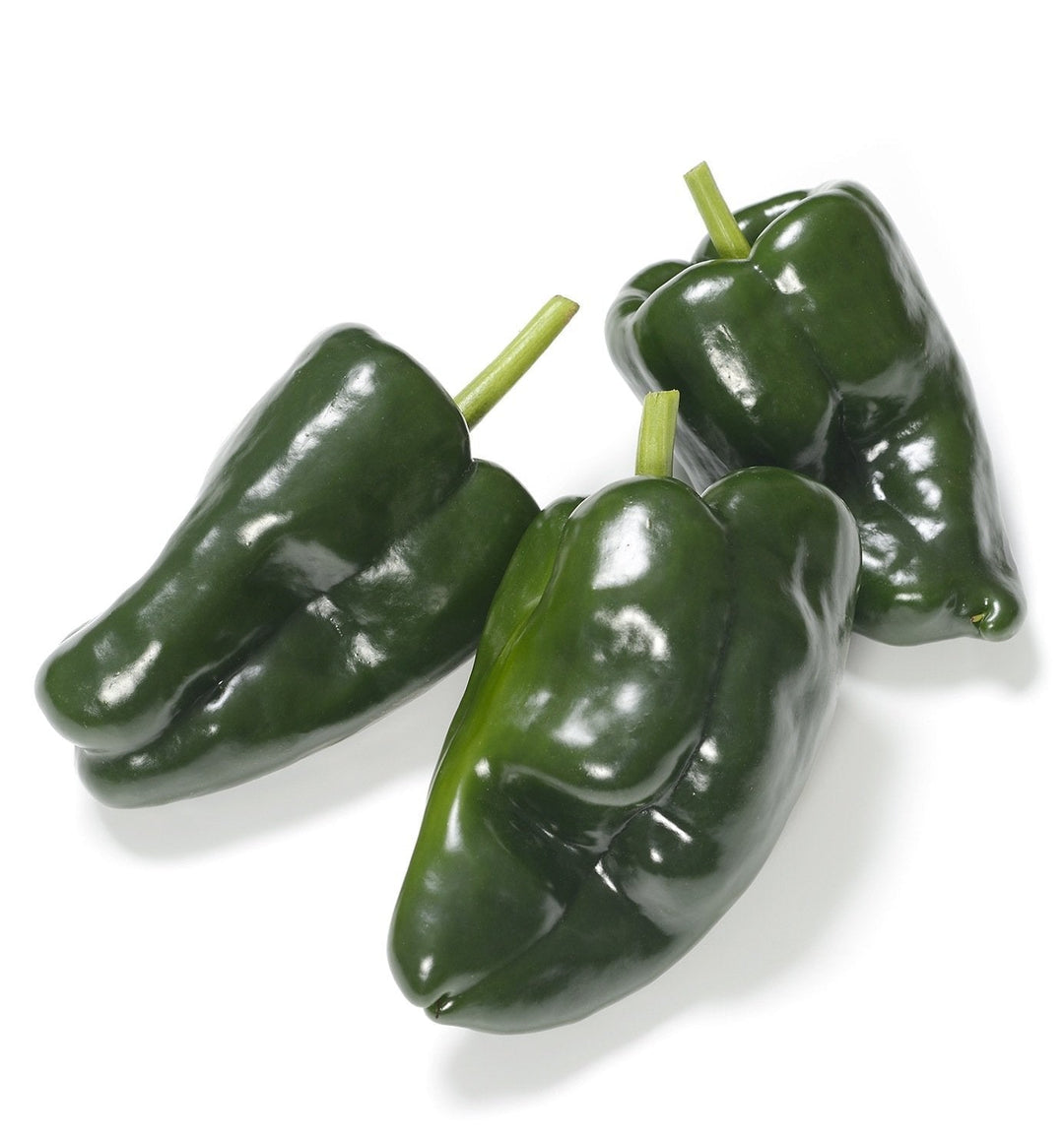 Organic Ancho Poblano Hot Pepper  Seeds- Capsicum annuum | The Living Seed Company LLC