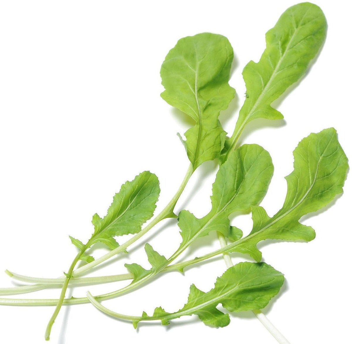 Arugula Seeds Deal deal