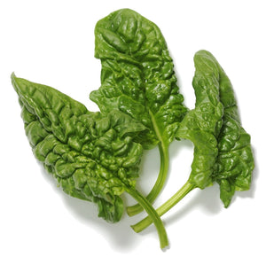 Organic Bloomsdale Spinach - Spinacia oleracea | The Living Seed Company LLC