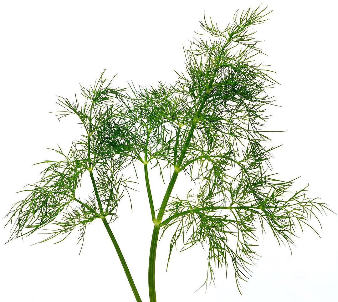 organic dill seeds for planting Organic Bouquet Dill Anethum graveolens non-GMO Open Pollinated Seed – The Living Seed Company